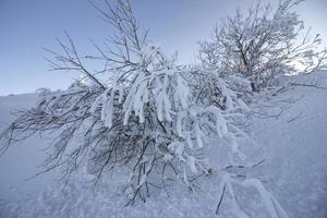 lindo inverno árvore e galhos coberto com neve. foto