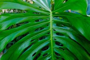 verde folhas do plantar monstera cresce dentro selvagem escalada árvore selva, floresta tropical plantas sempre-verde videiras arbustos. foto