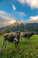 vacas pastar em uma pasto cercado de montanhas debaixo nublado céu foto