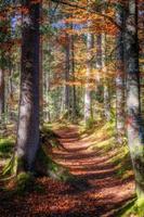 caminhada trilha dentro a outono floresta foto