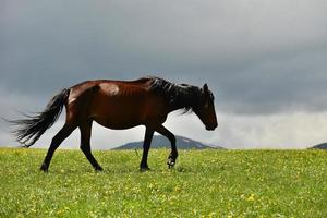 cavalos pastar em a qiongkushitai pastagem dentro Xinjiang foto