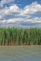 cana cinto às lago neusiedler veja, burgenland, áustria foto