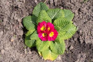 prímula perene ou primula no jardim da primavera. flores de prímulas de primavera. prímulas roxas na floresta de primavera. as belas cores jardim de flores de prímula foto