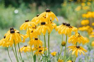 amarelo Rudbeckia flores dentro a jardim dentro verão fechar-se foto