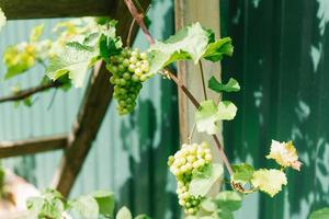 uma bando do verde vinho uva crescendo dentro a jardim foto