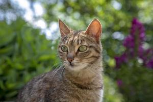 retrato de gato selvagem de beleza com olhos verdes no jardim foto