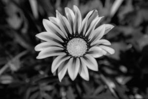 lindo flor do uma gazania dentro a jardim. Preto e branco foto