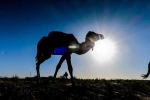 camelos em Marrocos foto