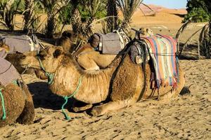 camelos em Marrocos foto