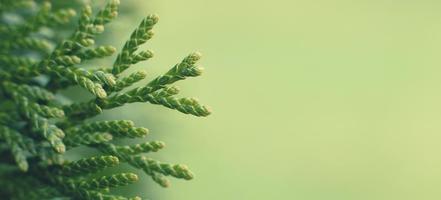 uma Thuja fechar acima. a Thuja ramo fundo. bandeira foto