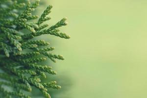 uma Thuja fechar acima. Thuja ramo fundo foto