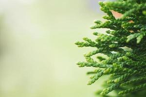 uma Thuja fechar acima. Thuja ramo fundo foto