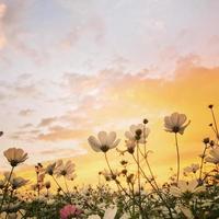 campo do cosmos flor com uma pôr do sol fundo foto