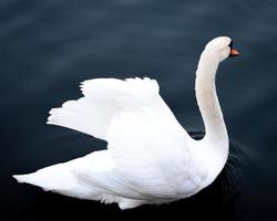 cisne dentro a lago - branco cisne com penas dentro a Sombrio azul água foto