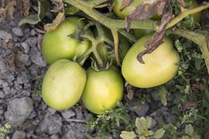 verde cru tomate dentro a vegetal jardim árvore foto