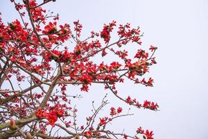 flores do bombax ceiba árvore em a azul céu fundo foto