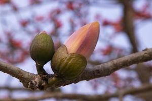 bombax brotos do uma árvore com flores em uma fundo do azul céu foto