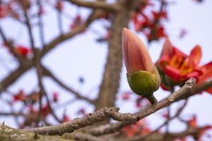 bombax brotos do uma árvore com flores em uma fundo do azul céu foto