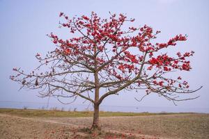 flores do bombax ceiba árvore em a azul céu fundo foto