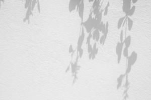 flor e folha sombra em branco concreto parede fundo. foto