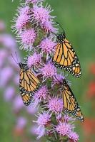 monarca borboletas em ardente Estrela foto