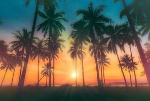silhueta coco Palma árvores em de praia às pôr do sol. foto