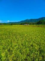 panorama do trigo campo Fazenda campo e azul céu. foto