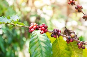 grãos de café frescos na árvore de plantas, frutas frescas de café arábica na árvore foto