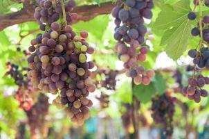 cachos de uvas para vinho pendurados na videira com folhas verdes no jardim foto