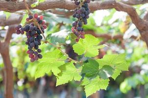 cachos de uvas para vinho pendurados na videira com folhas verdes no jardim foto