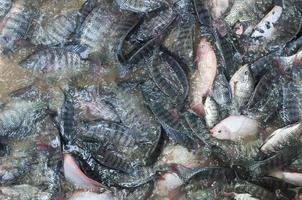 fresco tilápia e vermelho tilápia dentro água fazenda, peixe dentro a jaula, peixe agricultura dentro Tailândia foto