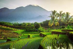 lindo manhã Visão Indonésia. panorama panorama arroz Campos com beleza cor e céu natural luz