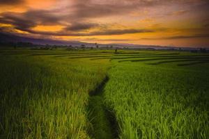 lindo manhã Visão Indonésia. panorama panorama arroz Campos com beleza cor e céu natural luz foto