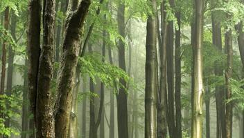 árvore de folhas largas em um plano de floresta com luz decente e neblina foto