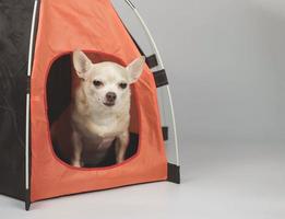 cachorro chihuahua de cabelo curto marrom sentado na barraca de acampamento laranja em fundo branco. foto