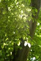 bela vista relaxada de folhas verdes em um galho de árvore contra o sol foto