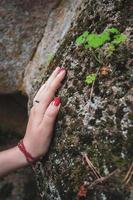 eco conceito. uma fêmea mão toques a velho pedra com verde musgo. lindo vermelho unhas. natureza conservação. de Meio Ambiente problemas. seletivo foco em a mão. foto