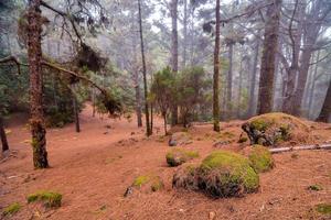 árvores na floresta foto