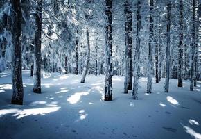 floresta durante o inverno foto