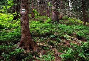 trilha de caminhada assinar na árvore foto