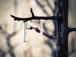 pingentes de gelo na árvore foto