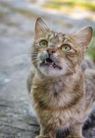 retrato do uma heterogêneo gato com aberto boca e chamando para Comida foto