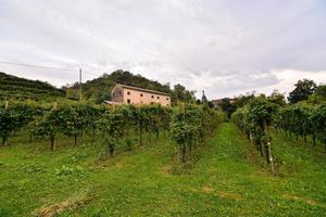 cênico rural panorama foto