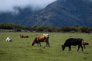 vacas dentro uma pasto dentro a meio do uma verde montanhas paisagem, idílico e pacífico. foto