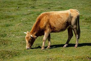 Castanho vacas pastar dentro uma Relva campo foto