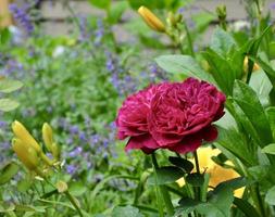 Senhor John betjeman rosas dentro chalé jardim foto