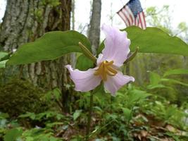 trillium grandiflorum Rosa trillium foto