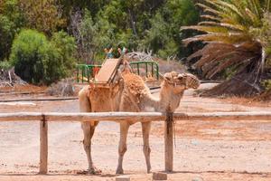 camelo em marrocos foto