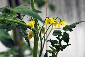 tomate plantar dentro estufa, verde folhas, amarelo flores foto