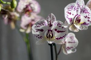 phalaenopsis traça orquídeas florescendo em peitoril da janela. manchado branco flores com roxa pontos foto